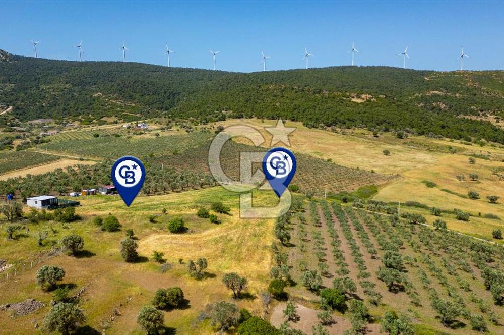 Foça Kocamehmetler'de Satılık Tarla