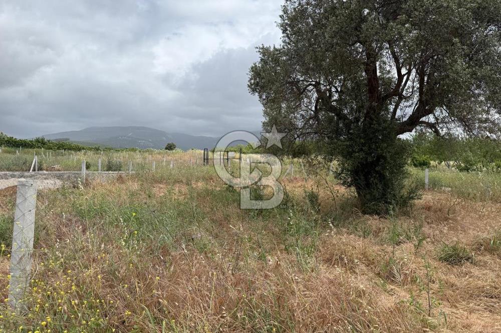 BUCA KIRKLAR 406 M² ELEKTRİK ve SUYU MEVCUT