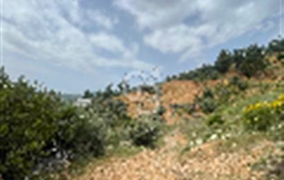 İZMİR TORBALI DAĞKIZILCA'DA SATILIK ZEYTİNLİK 
