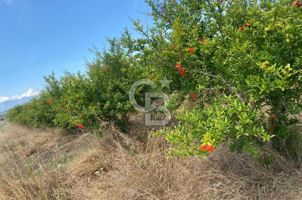 SERİK BOĞAZKENT SATILIK NAR BAHÇESİ 
