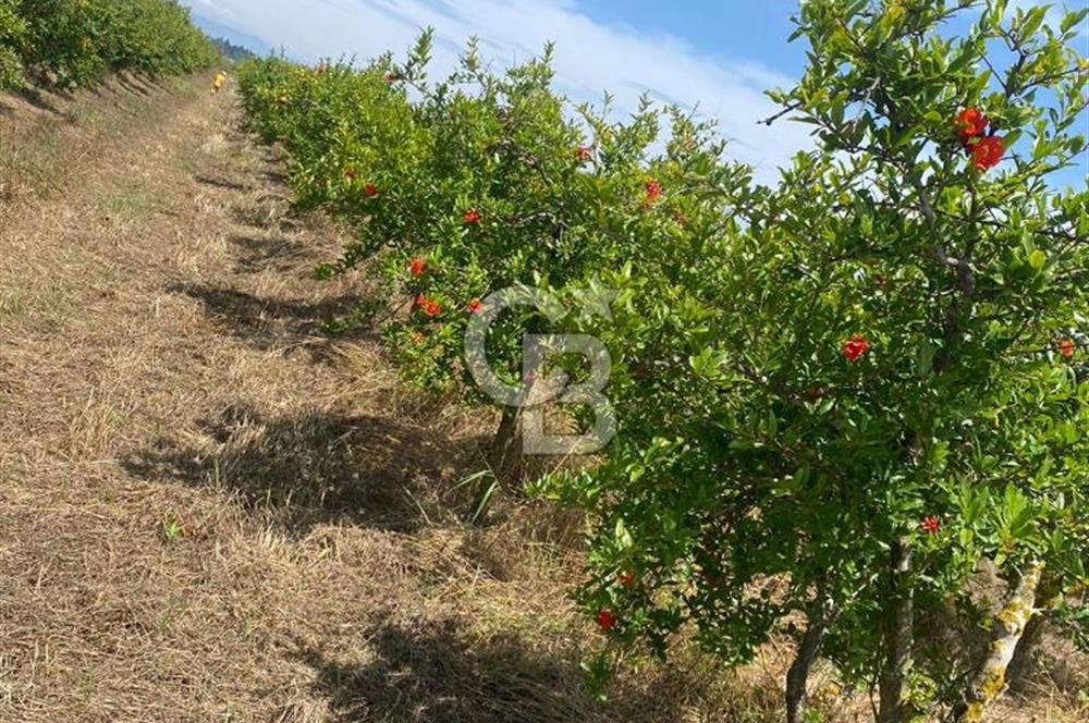 SERİK BOĞAZKENT SATILIK NAR BAHÇESİ 