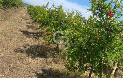 SERİK BOĞAZKENT SATILIK NAR BAHÇESİ 