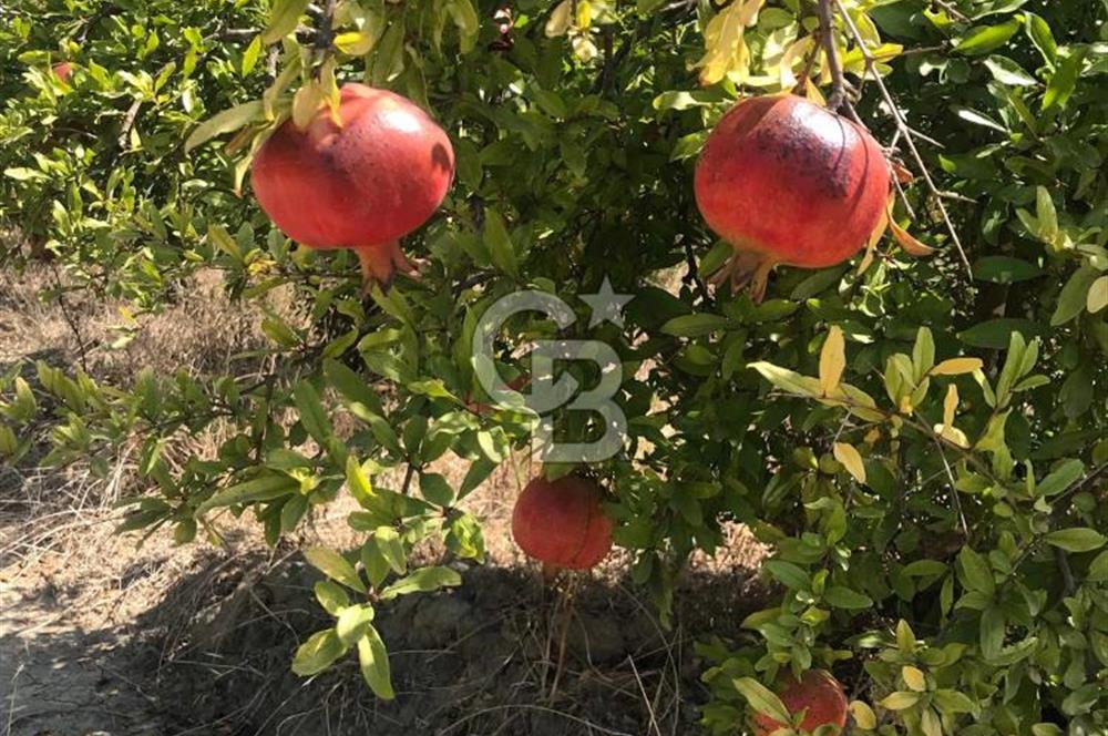 SERİK BOĞAZKENT SATILIK NAR BAHÇESİ 