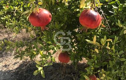 SERİK BOĞAZKENT SATILIK NAR BAHÇESİ 