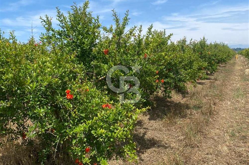 SERİK BOĞAZKENT SATILIK NAR BAHÇESİ 