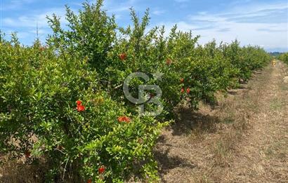 SERİK BOĞAZKENT SATILIK NAR BAHÇESİ 