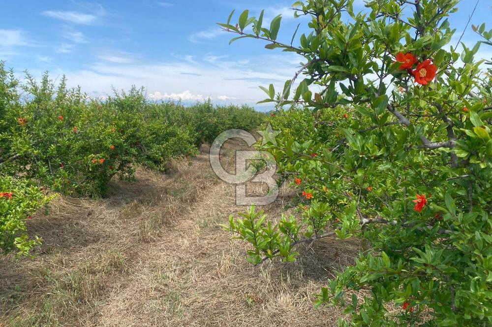 SERİK BOĞAZKENT SATILIK NAR BAHÇESİ 