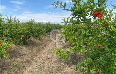 SERİK BOĞAZKENT SATILIK NAR BAHÇESİ 