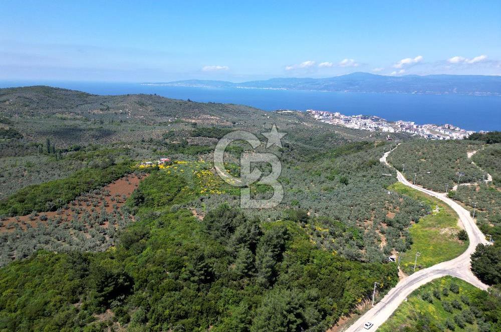BURSA, MUDANYA HALİTBEY'de SATILIK 1/3 HİSSE ARAZİ