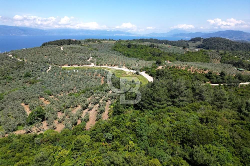 BURSA, MUDANYA HALİTBEY'de SATILIK 1/3 HİSSE ARAZİ
