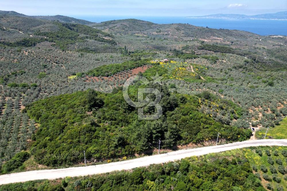 BURSA, MUDANYA HALİTBEY'de SATILIK 1/3 HİSSE ARAZİ