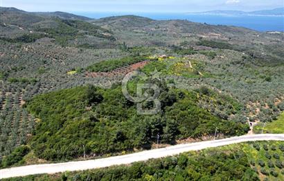 BURSA, MUDANYA HALİTBEY'de SATILIK 1/3 HİSSE ARAZİ