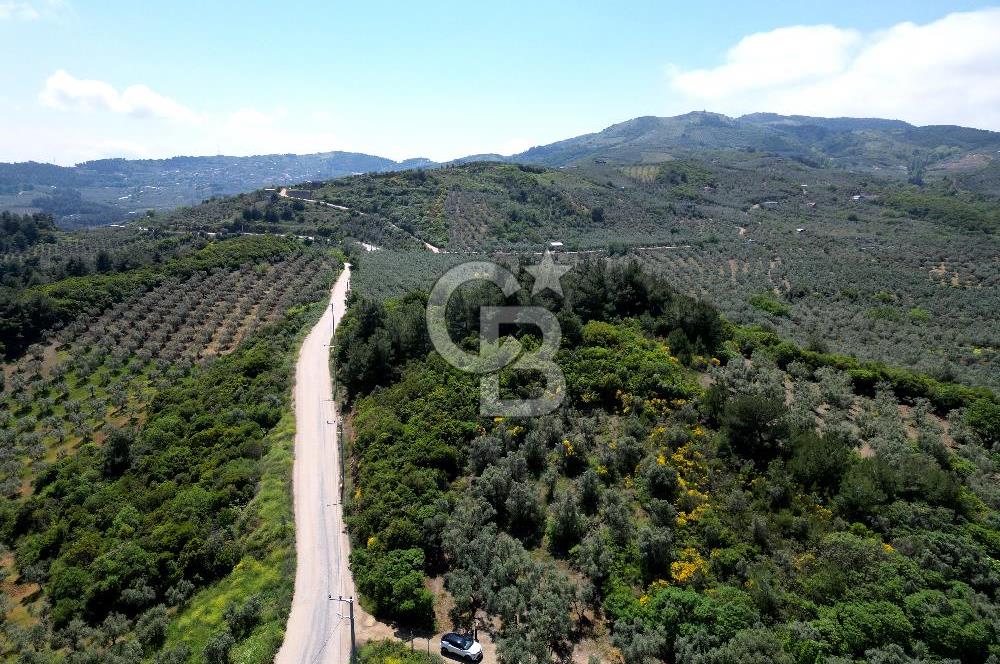 BURSA, MUDANYA HALİTBEY'de SATILIK 1/3 HİSSE ARAZİ