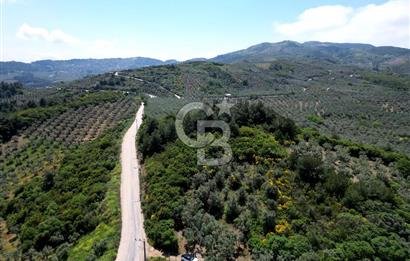 BURSA, MUDANYA HALİTBEY'de SATILIK 1/3 HİSSE ARAZİ