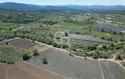Çanakkale Yenice Çiftlik Köyünde 5,267 m2 Arazi