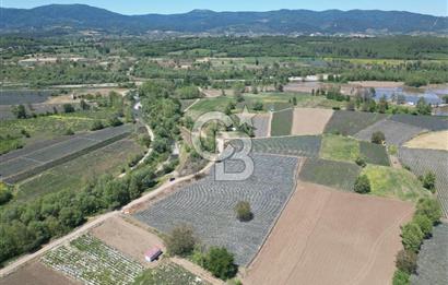 Çanakkale Yenice Çiftlik Köyünde 5,267 m2 Arazi