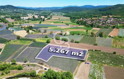 Çanakkale Yenice Çiftlik Köyünde 5,267 m2 Arazi