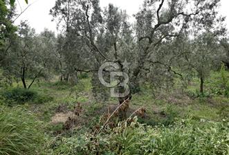 ORHANGAZİ KERAMET ILICAALTI MEVKİİ SATILIK ( 1588M2) ZEYTİNLİK