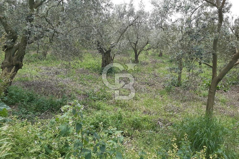 ORHANGAZİ KERAMET ILICAALTI MEVKİİ SATILIK ( 1588M2) ZEYTİNLİK