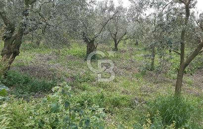 ORHANGAZİ KERAMET ILICAALTI MEVKİİ SATILIK ( 1588M2) ZEYTİNLİK