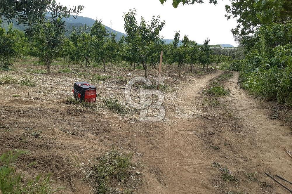 ORHANGAZİ KERAMET ILICAALTI MEVKİİ SATILIK ( 1588M2) ZEYTİNLİK