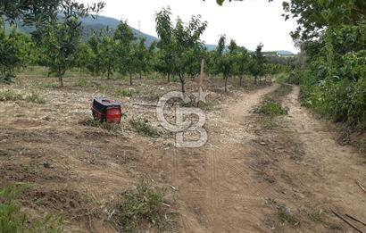 ORHANGAZİ KERAMET ILICAALTI MEVKİİ SATILIK ( 1588M2) ZEYTİNLİK