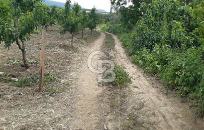 ORHANGAZİ KERAMET ILICAALTI MEVKİİ SATILIK ( 1588M2) ZEYTİNLİK