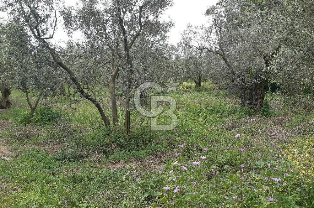 ORHANGAZİ KERAMET ILICAALTI MEVKİİ SATILIK ( 1588M2) ZEYTİNLİK