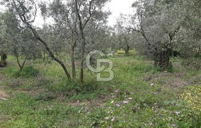 ORHANGAZİ KERAMET ILICAALTI MEVKİİ SATILIK ( 1588M2) ZEYTİNLİK