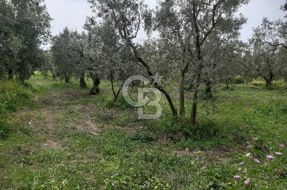 ORHANGAZİ KERAMET ILICAALTI MEVKİİ SATILIK ( 1588M2) ZEYTİNLİK
