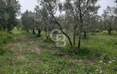 ORHANGAZİ KERAMET ILICAALTI MEVKİİ SATILIK ( 1588M2) ZEYTİNLİK