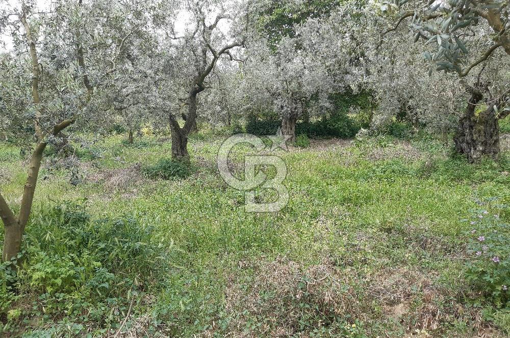 ORHANGAZİ KERAMET ILICAALTI MEVKİİ SATILIK ( 1588M2) ZEYTİNLİK