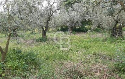 ORHANGAZİ KERAMET ILICAALTI MEVKİİ SATILIK ( 1588M2) ZEYTİNLİK