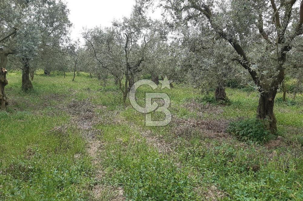 ORHANGAZİ KERAMET ILICAALTI MEVKİİ SATILIK ( 1588M2) ZEYTİNLİK