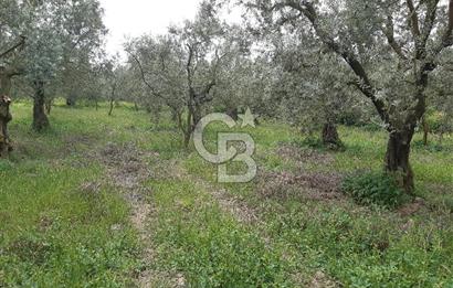 ORHANGAZİ KERAMET ILICAALTI MEVKİİ SATILIK ( 1588M2) ZEYTİNLİK