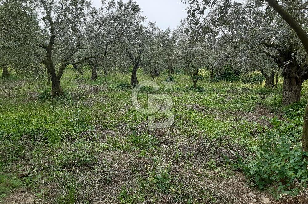 ORHANGAZİ KERAMET ILICAALTI MEVKİİ SATILIK ( 1588M2) ZEYTİNLİK