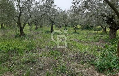ORHANGAZİ KERAMET ILICAALTI MEVKİİ SATILIK ( 1588M2) ZEYTİNLİK