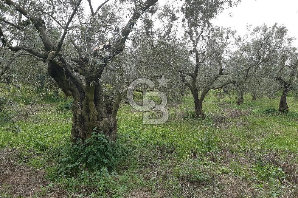 ORHANGAZİ KERAMET ILICAALTI MEVKİİ SATILIK ( 1588M2) ZEYTİNLİK