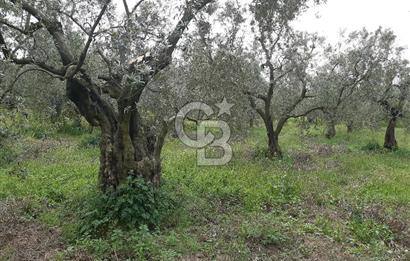 ORHANGAZİ KERAMET ILICAALTI MEVKİİ SATILIK ( 1588M2) ZEYTİNLİK