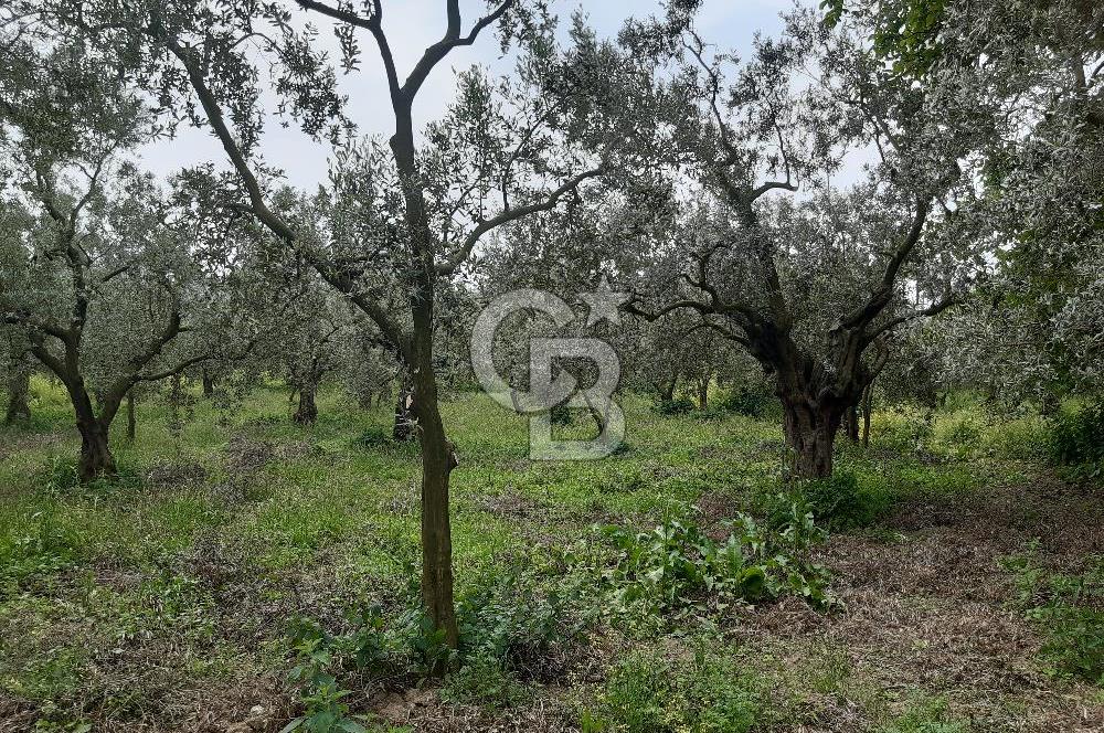 ORHANGAZİ KERAMET ILICAALTI MEVKİİ SATILIK ( 1588M2) ZEYTİNLİK