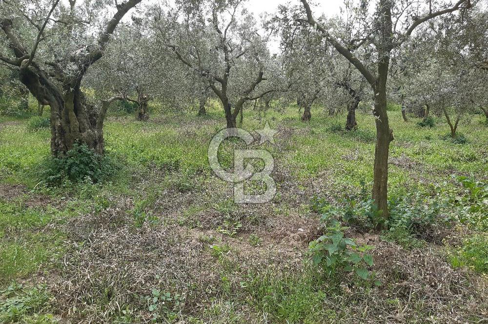 ORHANGAZİ KERAMET ILICAALTI MEVKİİ SATILIK ( 1588M2) ZEYTİNLİK