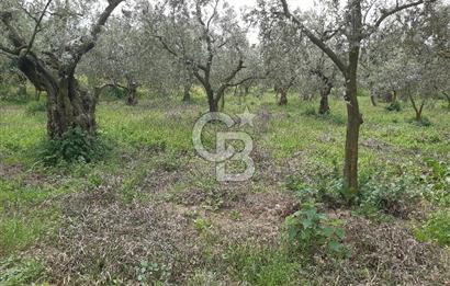 ORHANGAZİ KERAMET ILICAALTI MEVKİİ SATILIK ( 1588M2) ZEYTİNLİK