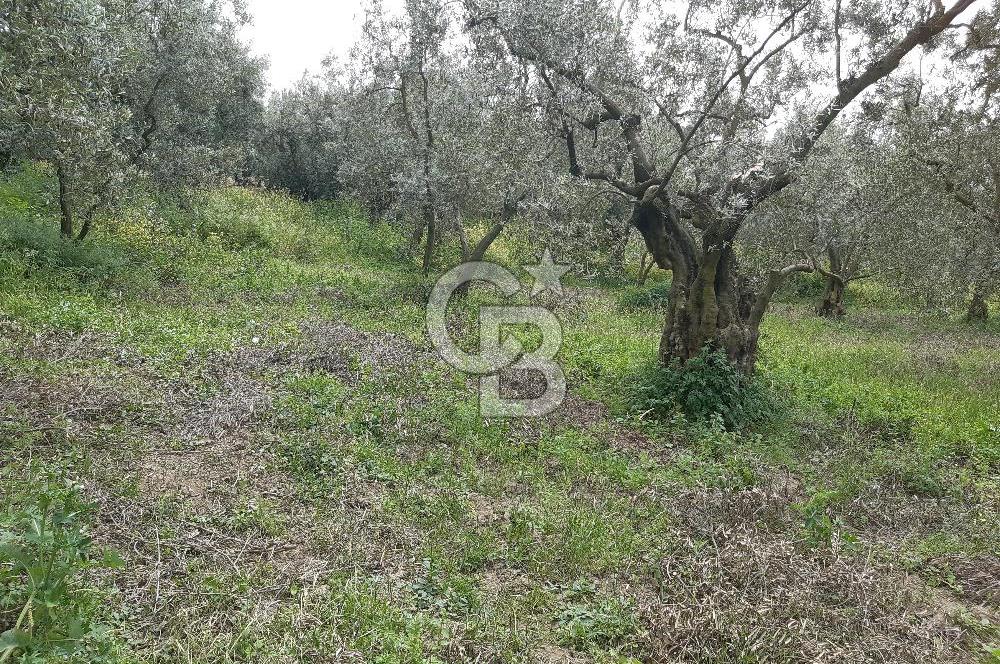 ORHANGAZİ KERAMET ILICAALTI MEVKİİ SATILIK ( 1588M2) ZEYTİNLİK
