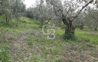 ORHANGAZİ KERAMET ILICAALTI MEVKİİ SATILIK ( 1588M2) ZEYTİNLİK