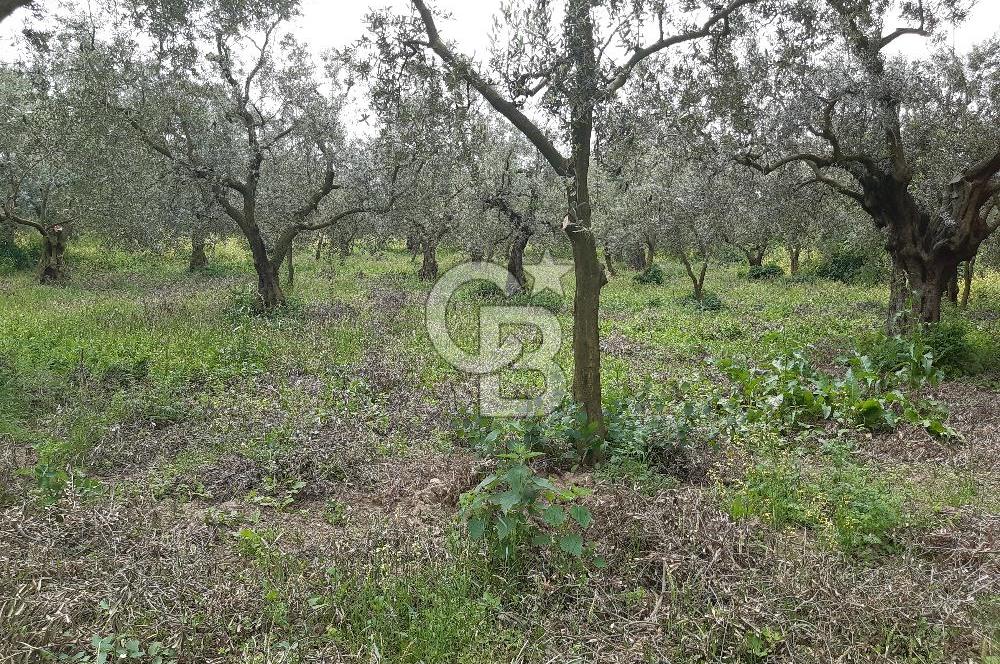 ORHANGAZİ KERAMET ILICAALTI MEVKİİ SATILIK ( 1588M2) ZEYTİNLİK