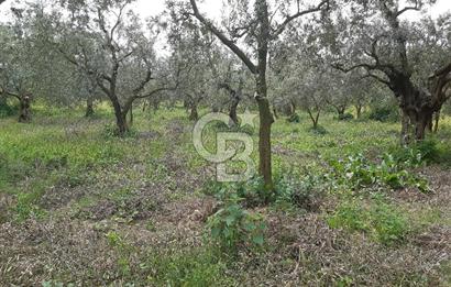 ORHANGAZİ KERAMET ILICAALTI MEVKİİ SATILIK ( 1588M2) ZEYTİNLİK