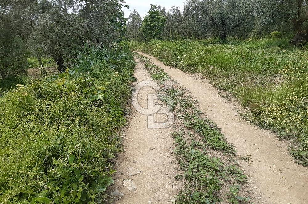 ORHANGAZİ KERAMET ILICAALTI MEVKİİ SATILIK ( 1588M2) ZEYTİNLİK
