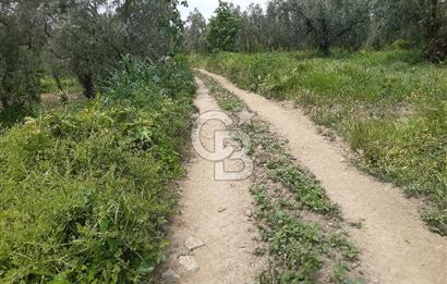 ORHANGAZİ KERAMET ILICAALTI MEVKİİ SATILIK ( 1588M2) ZEYTİNLİK