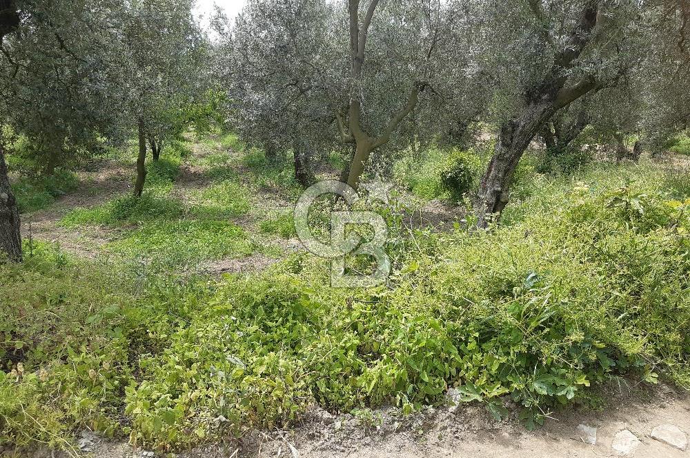 ORHANGAZİ KERAMET ILICAALTI MEVKİİ SATILIK ( 1588M2) ZEYTİNLİK