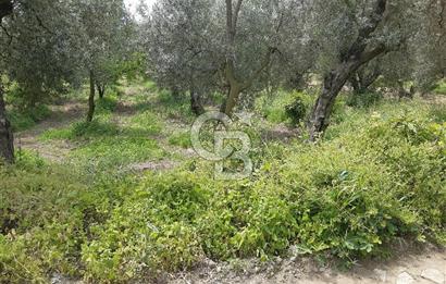 ORHANGAZİ KERAMET ILICAALTI MEVKİİ SATILIK ( 1588M2) ZEYTİNLİK